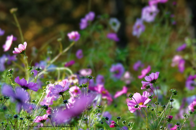 Fleurs violettes   2
