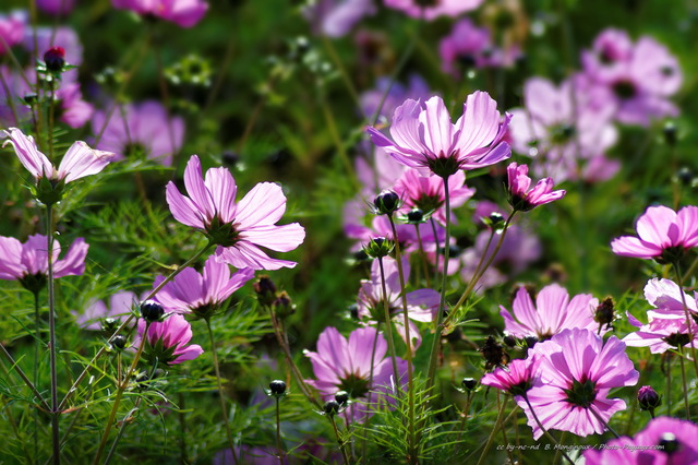 Fleurs violettes
