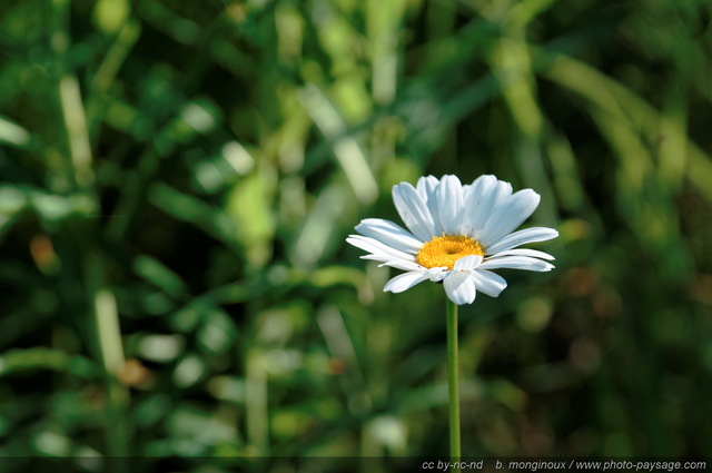 Une marguerite dans les alpages
Pays des Ecrins (Hautes-Alpes)
Mots-clés: fleur-de-montagne alpes_ecrins montagne nature categ_ete marguerite