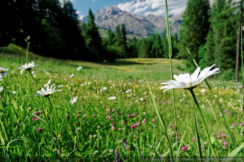 Une marguerite dans une prairie alpine
Pays des Ecrins (Hautes-Alpes)
Mots-clés: fleur-de-montagne alpes_ecrins montagne nature categ_ete marguerite foret_alpes prairie