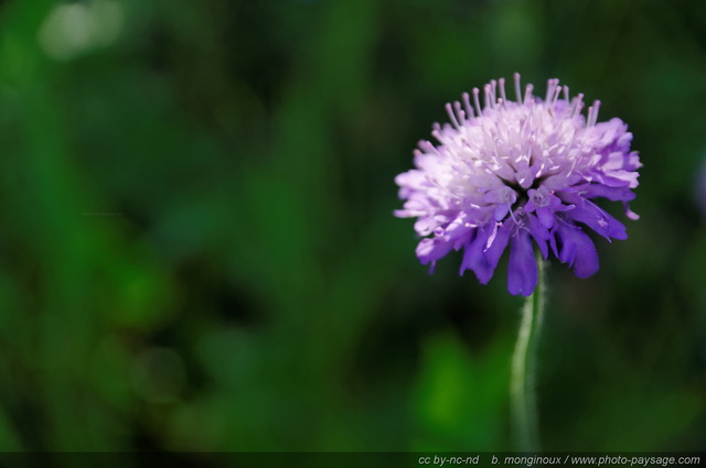 Scabieuse luisante (Scabiosa lucida)
Pays des Ecrins (Hautes-Alpes)
Mots-clés: fleur-de-montagne alpes_ecrins montagne nature categ_ete