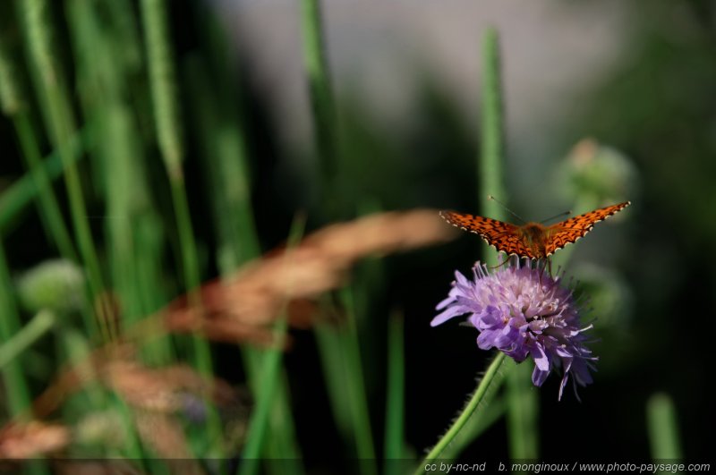 Papillon sur une scabieuse luisante
Pays des Ecrins (Hautes-Alpes)
Mots-clés: fleur-de-montagne alpes_ecrins montagne nature categ_ete insecte papillon