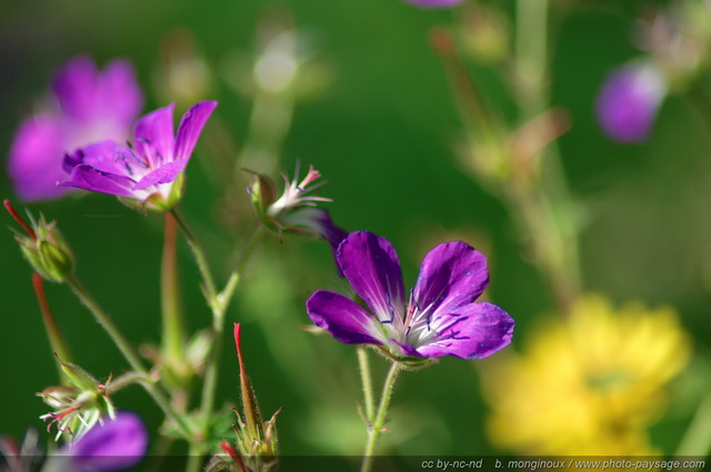 Fleurs de Montagne - massif des Ecrins - AM
Pays des Ecrins (Hautes-Alpes)
Mots-clés: fleur-de-montagne alpes_ecrins montagne nature categ_ete