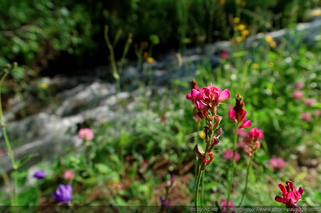 Sainfouin
Pays des Ecrins (Hautes-Alpes)
Mots-clés: fleur-de-montagne alpes_ecrins montagne nature categ_ete riviere