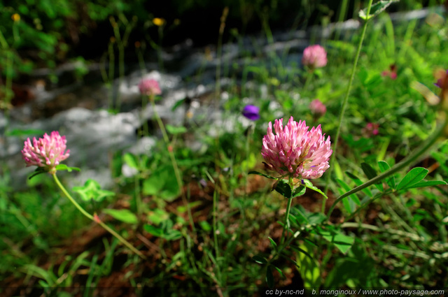 Trèfle des près en bord de rivière
Pays des Ecrins (Hautes-Alpes)
Mots-clés: fleur-de-montagne alpes_ecrins montagne nature categ_ete riviere