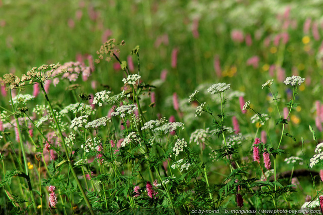 Fleurs de Montagne - massif des Ecrins - AV
Pays des Ecrins (Hautes-Alpes)
Mots-clés: fleur-de-montagne alpes_ecrins montagne nature categ_ete