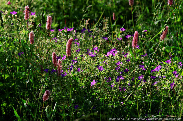 Fleurs de Montagne - massif des Ecrins - AX
Pays des Ecrins (Hautes-Alpes)
Mots-clés: fleur-de-montagne alpes_ecrins montagne nature categ_ete