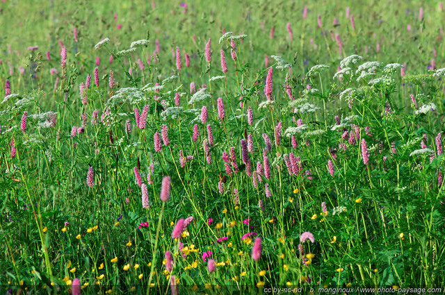 Fleurs de Montagne - massif des Ecrins - AY
Pays des Ecrins (Hautes-Alpes)
Mots-clés: fleur-de-montagne alpes_ecrins montagne nature categ_ete champs_de_fleurs