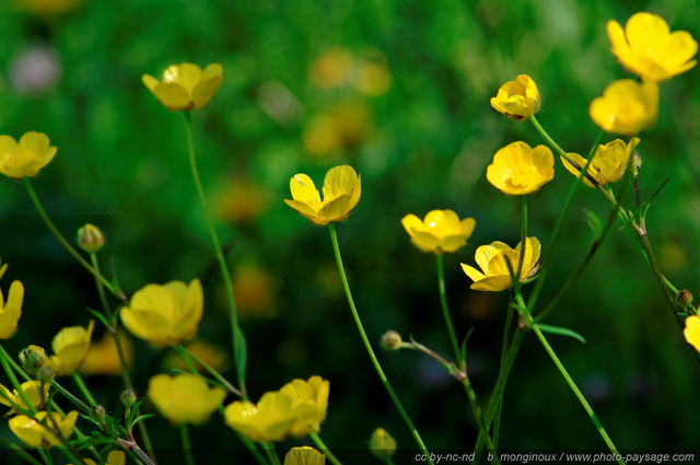 Boutons d'or
Pays des Ecrins (Hautes-Alpes)
Mots-clés: fleur-de-montagne alpes_ecrins montagne nature categ_ete