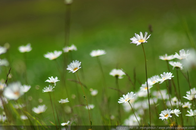 Des marguerites dans une prairie alpine
Pays des Ecrins (Hautes-Alpes)
Mots-clés: fleur-de-montagne alpes_ecrins montagne nature categ_ete marguerite