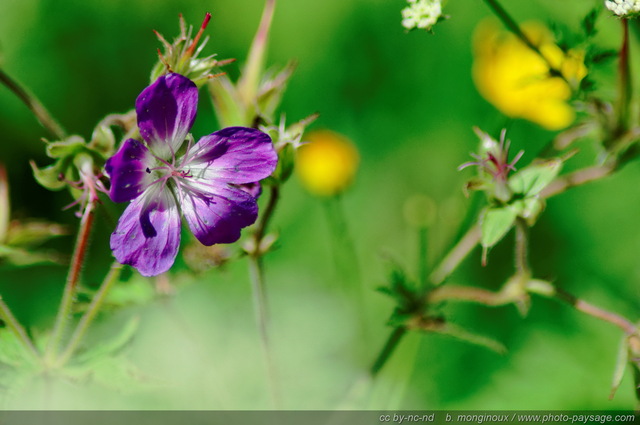 Fleurs de Montagne - massif des Ecrins - BP
Pays des Ecrins (Hautes-Alpes)
Mots-clés: fleur-de-montagne alpes_ecrins montagne nature categ_ete