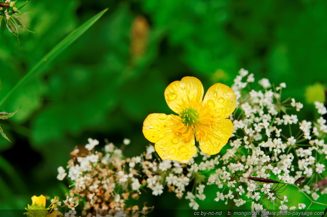 Renoncule sauvage
Pays des Ecrins (Hautes-Alpes)
Mots-clés: fleur-de-montagne alpes_ecrins montagne nature categ_ete goutte pluie