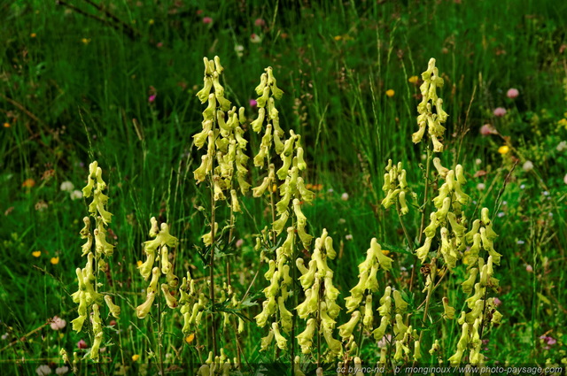 Aconit tue-loup
Attention : plante très toxique

Pays des Ecrins (Hautes-Alpes)
Mots-clés: fleur-de-montagne alpes_ecrins montagne nature categ_ete