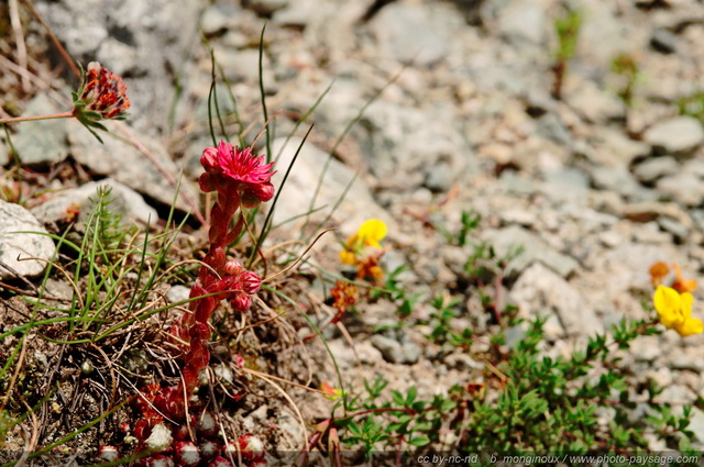 Joubarbe à  toile d'araignée - pré de Mme Carle - 01
Pré de Mme Carle / Réserve naturelle de la Haute Vallée de St Pierre
(Parc Naturel des Ecrins)
Mots-clés: Alpes_Ecrins montagne nature categ_ete fleur-de-montagne