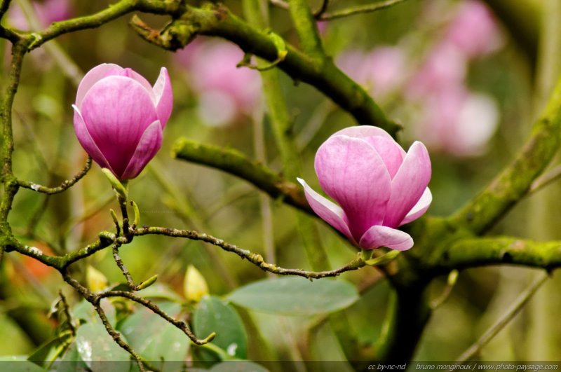 Fleurs de magnolia au printemps - 1
[Les fleurs printanières...]
Mots-clés: magnolia fleurs printemps arbuste