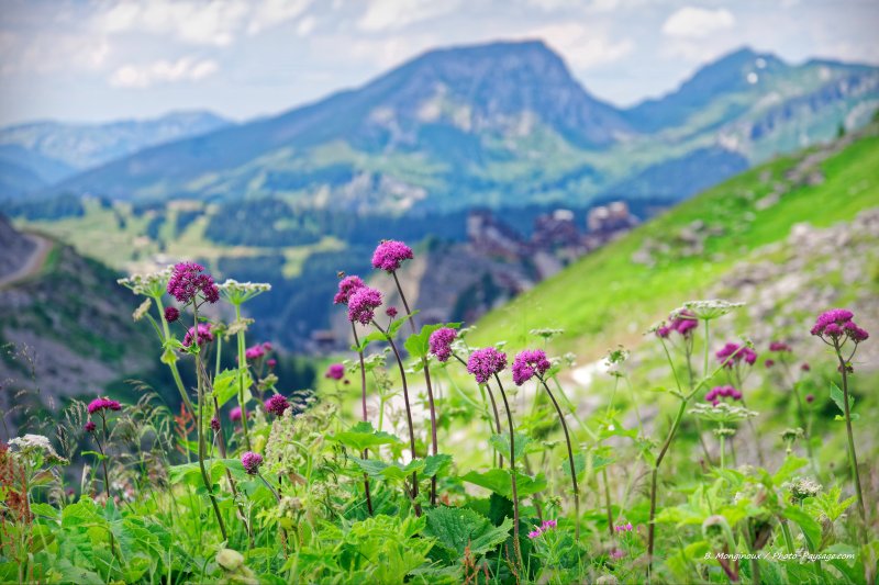 Fleurs de montagne sur les hauteurs d'Avoriaz
Haute-Savoie
Mots-clés: categ_ete fleur-de-montagne