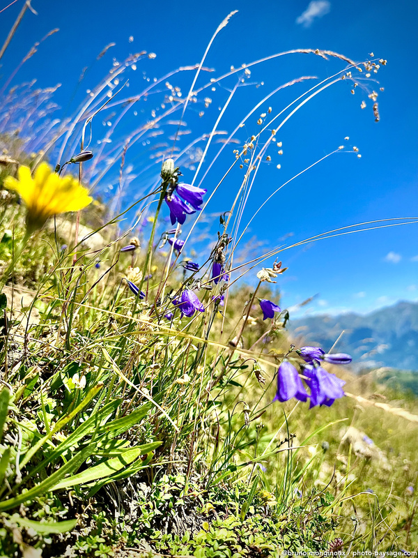 Fleurs de montagne
Savoie
Mots-clés: Alpes savoie cadrage_vertical categ_ete
