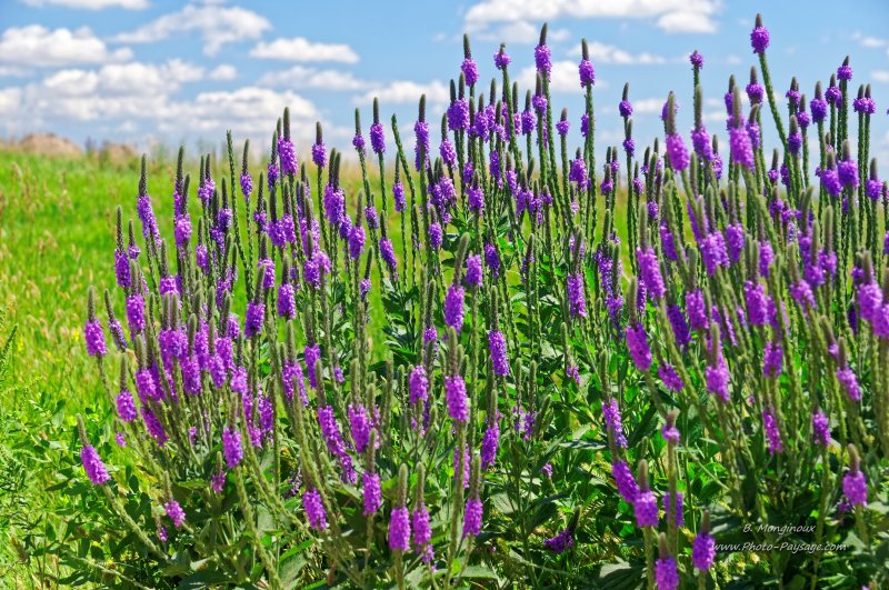 Fleurs sauvages dans le Parc National des Badlands, Dakota du Sud, USA
Parc national des Badlands, Dakota du Sud, USA
Mots-clés: dakota_du_sud usa categ_ete autres_fleurs prairie