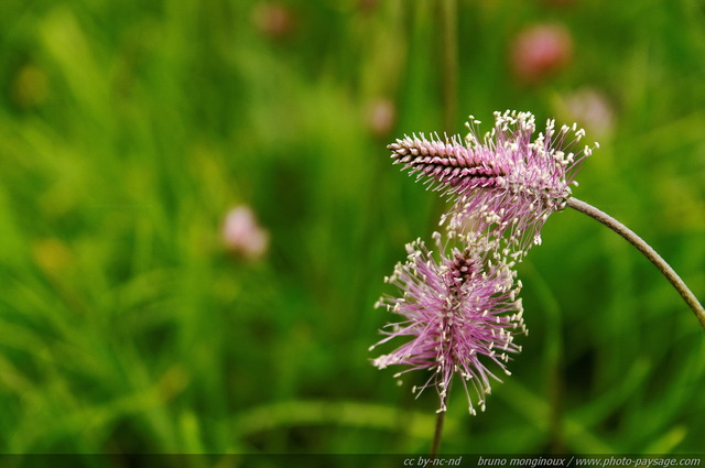 Fleurs sauvages dans les montagnes autrichiennes -04
Alpes autrichiennes
Mots-clés: montagne Alpes_Autriche fleur-de-montagne categ_ete fleurs fleur-sauvage fleur_sauvage nature