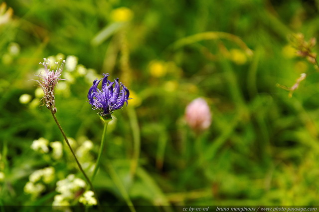 Raiponce - Alpes autrichiennes
Mots-clés: montagne Alpes_Autriche fleur-de-montagne categ_ete fleurs fleur-sauvage fleur_sauvage nature