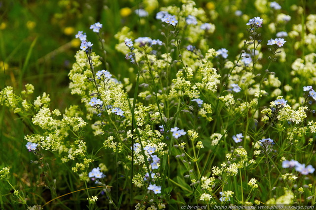 Fleurs sauvages dans les montagnes autrichiennes -07
Alpes autrichiennes
Mots-clés: montagne Alpes_Autriche fleur-de-montagne categ_ete fleurs fleur-sauvage fleur_sauvage nature