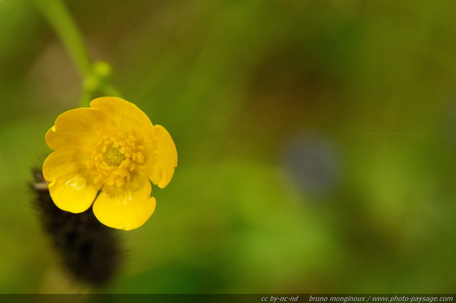 Bouton d'or
Alpes autrichiennes
Mots-clés: montagne Alpes_Autriche fleur-de-montagne categ_ete fleurs fleur-sauvage fleur_sauvage nature bouton_d_or