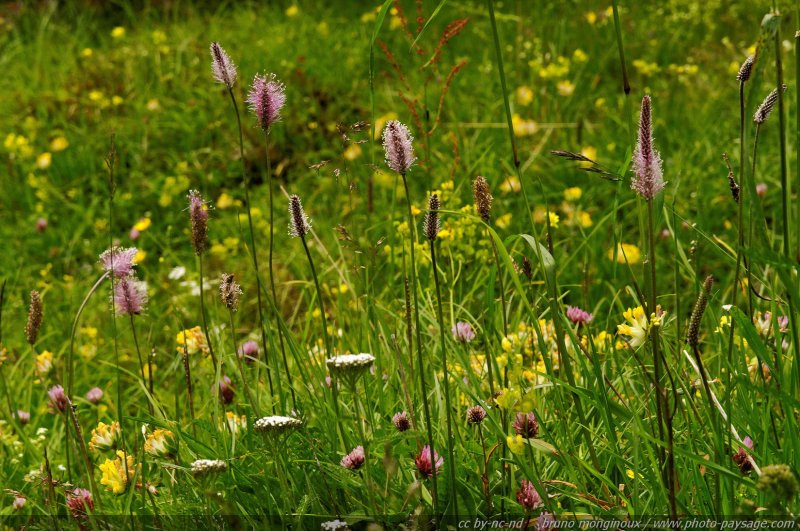 Fleurs sauvages dans les montagnes autrichiennes -10
Alpes autrichiennes
Mots-clés: montagne Alpes_Autriche fleur-de-montagne categ_ete fleurs fleur-sauvage fleur_sauvage nature