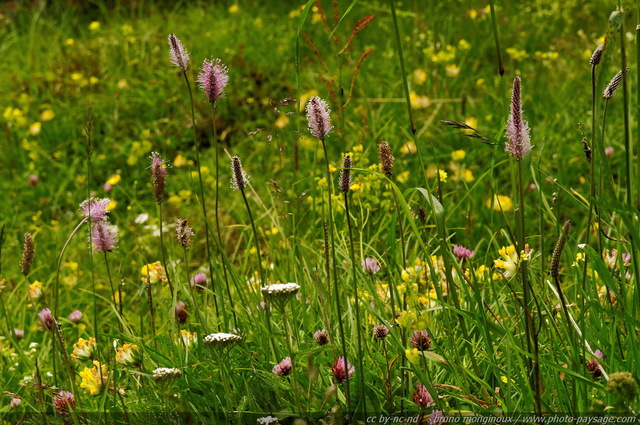 Fleurs sauvages dans les montagnes autrichiennes -10
Alpes autrichiennes
Mots-clés: montagne Alpes_Autriche fleur-de-montagne categ_ete fleurs fleur-sauvage fleur_sauvage nature