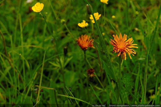 Fleurs sauvages dans les montagnes autrichiennes -12
Alpes autrichiennes
Mots-clés: montagne Alpes_Autriche fleur-de-montagne categ_ete fleurs fleur-sauvage fleur_sauvage nature