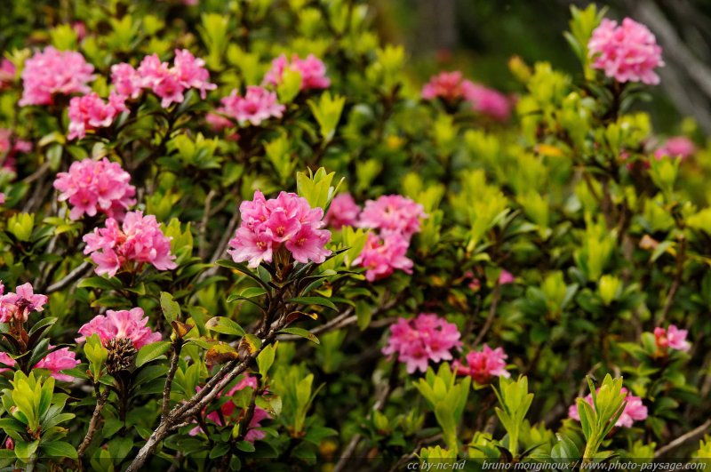 Buisson de rhododendrons sauvages
Alpes autrichiennes
Mots-clés: montagne Alpes_Autriche fleur-de-montagne categ_ete fleurs fleur-sauvage fleur_sauvage nature rhododendron