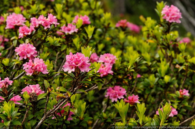 Buisson de rhododendrons sauvages
Alpes autrichiennes
Mots-clés: montagne Alpes_Autriche fleur-de-montagne categ_ete fleurs fleur-sauvage fleur_sauvage nature rhododendron