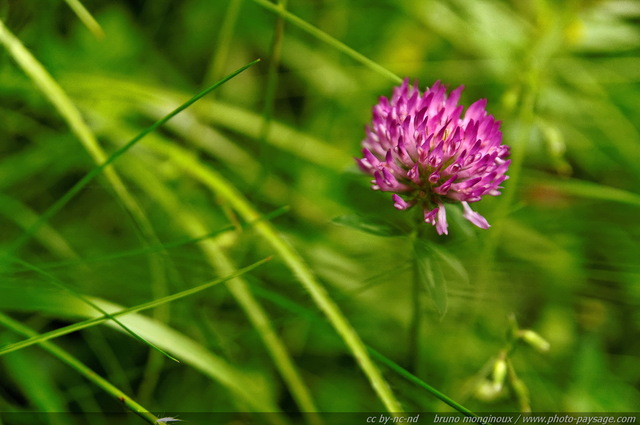 Trèfle en fleur
Alpes autrichiennes
Mots-clés: montagne Alpes_Autriche fleur-de-montagne categ_ete fleurs fleur-sauvage fleur_sauvage nature trefle