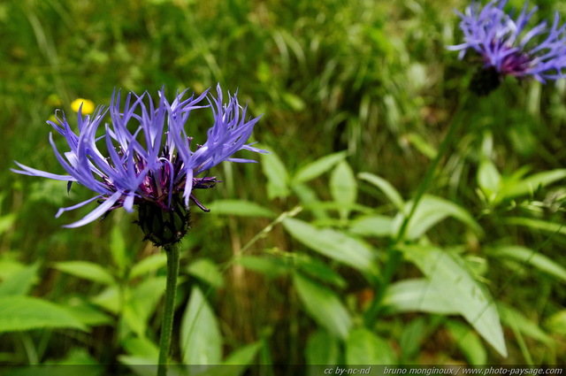 Une centaurée dans les Alpes autrichiennes
Alpes autrichiennes
Mots-clés: montagne Alpes_Autriche fleur-de-montagne categ_ete fleurs fleur-sauvage fleur_sauvage nature