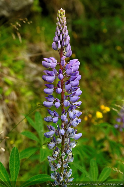 Fleurs sauvages dans les montagnes autrichiennes -19
Alpes autrichiennes
Mots-clés: cadrage_vertical montagne Alpes_Autriche fleur-de-montagne categ_ete fleurs fleur-sauvage fleur_sauvage nature