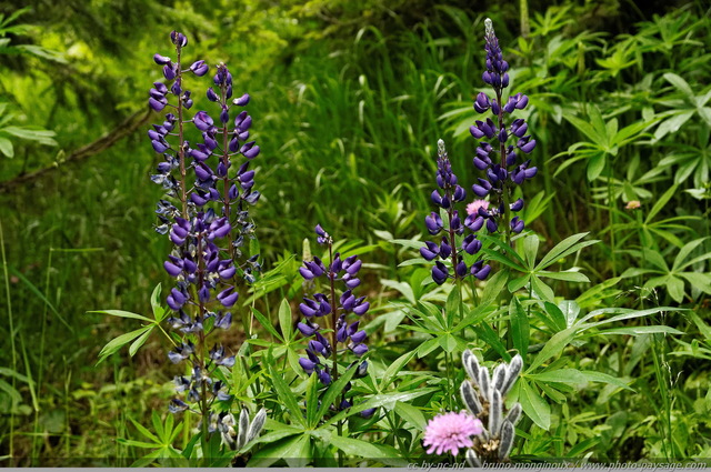 Fleurs sauvages dans les montagnes autrichiennes -20
Alpes autrichiennes
Mots-clés: montagne Alpes_Autriche fleur-de-montagne categ_ete fleurs fleur-sauvage fleur_sauvage nature