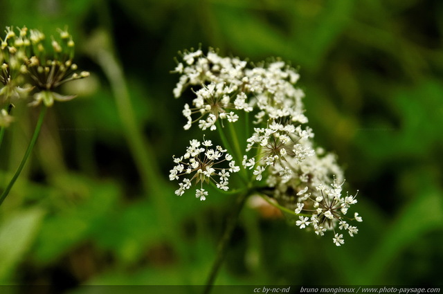 Fleurs sauvages dans les montagnes autrichiennes -21
Alpes autrichiennes
Mots-clés: montagne Alpes_Autriche fleur-de-montagne categ_ete fleurs fleur-sauvage fleur_sauvage nature