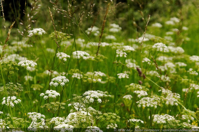 Fleurs sauvages dans les montagnes autrichiennes -23
Alpes autrichiennes
Mots-clés: montagne Alpes_Autriche fleur-de-montagne categ_ete fleurs fleur-sauvage fleur_sauvage nature