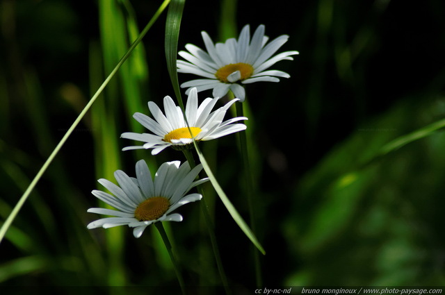 Trois belles marguerites dans la pénombre de la forêt
Alpes autrichiennes
Mots-clés: montagne Alpes_Autriche fleur-de-montagne categ_ete fleurs fleur-sauvage fleur_sauvage nature marguerite foret_alpes