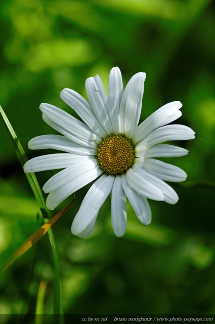 Pour dire : Je t'aime un peu, beaucoup, à  la folie :)))
Alpes autrichiennes
Mots-clés: cadrage_vertical montagne Alpes_Autriche fleur-de-montagne categ_ete fleurs fleur-sauvage fleur_sauvage nature marguerite