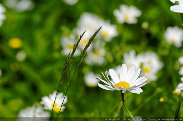 Marguerite en montagne
Alpes autrichiennes
Mots-clés: montagne Alpes_Autriche fleur-de-montagne categ_ete fleurs fleur-sauvage fleur_sauvage nature marguerite