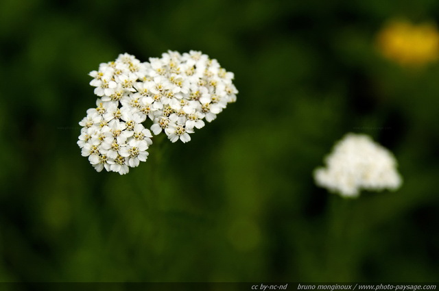 Fleurs sauvages dans les montagnes autrichiennes -32
Alpes autrichiennes
Mots-clés: montagne Alpes_Autriche fleur-de-montagne categ_ete fleurs fleur-sauvage fleur_sauvage nature