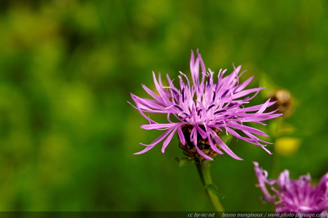 Fleurs sauvages dans les montagnes autrichiennes -33
Alpes autrichiennes
Mots-clés: montagne Alpes_Autriche fleur-de-montagne categ_ete fleurs fleur-sauvage fleur_sauvage nature