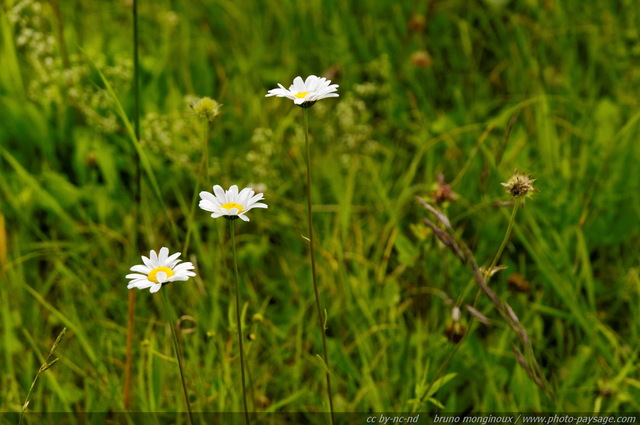 Fleurs sauvages dans les montagnes autrichiennes -34
Alpes autrichiennes
Mots-clés: montagne Alpes_Autriche fleur-de-montagne categ_ete fleurs fleur-sauvage marguerite fleur_sauvage nature