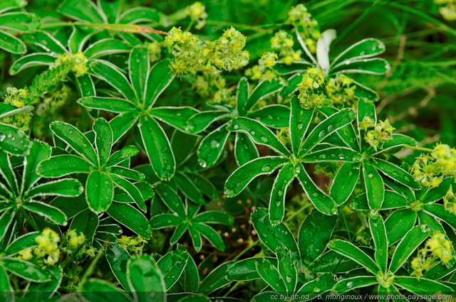 Flore alpine arrosée par une petite pluie d\'été
Pays des Ecrins (Hautes-Alpes)
Mots-clés: Alpes_Ecrins montagne nature categ_ete plantes