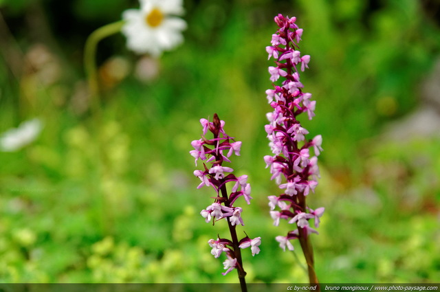 Orchis Moustique
Alpes de Haute-Savoie
Mots-clés: fleur-de-montagne alpes montagne nature categ_ete prairie