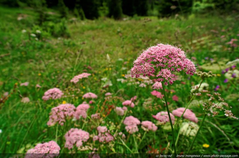 Flore des prairies alpines - 09
Alpes de Haute-Savoie
Mots-clés: fleur-de-montagne alpes montagne nature categ_ete prairie
