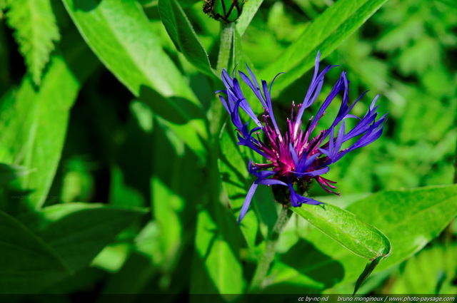 Une centaurée sur le bord d'un chemin
Alpes de Haute-Savoie
Mots-clés: fleur-de-montagne alpes montagne nature categ_ete prairie