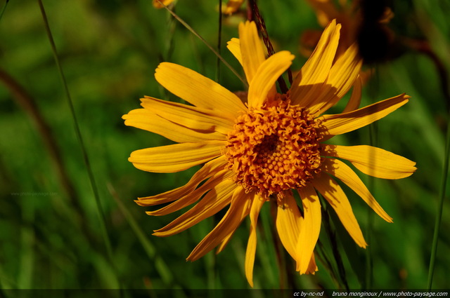 Arnica
Alpes de Haute-Savoie
Mots-clés: fleur-de-montagne alpes montagne nature categ_ete prairie