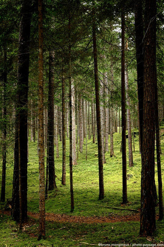 Forêt dans le Tyrol
Igls, Innsbruck, Tyrol, Autriche
Mots-clés: Autriche conifere mousse ecorce cadrage_vertical