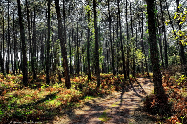Balade dans la forêt landaise
Réserve naturelle du courant d'Huchet, Moliets-et-Maà¢, Landes.
Mots-clés: chemin conifere landes
